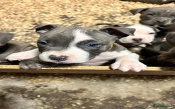 Staffordshire Bull Terrier dogs for sale: 🐶🐾Staffordshire puppies ❤️🐶 - Image 18