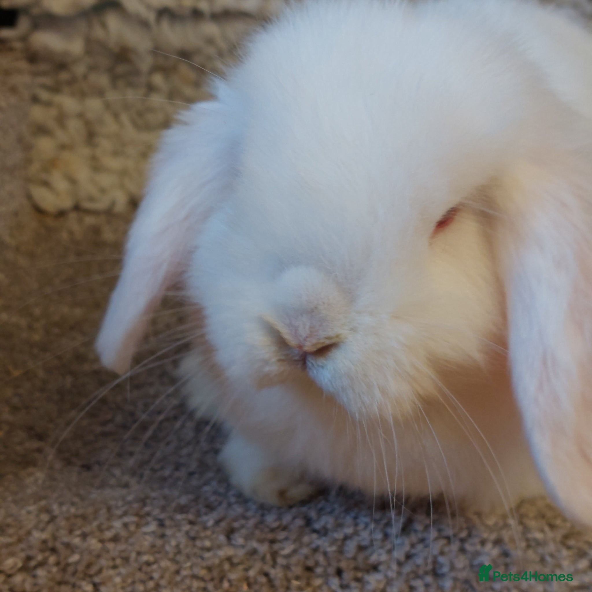 Mini Lop rabbits  9 week old Extremely freindly rew minilop buck  - Advert 2