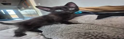 Mixed Breed cats for sale: Kittens  in Chatham - Advert 2