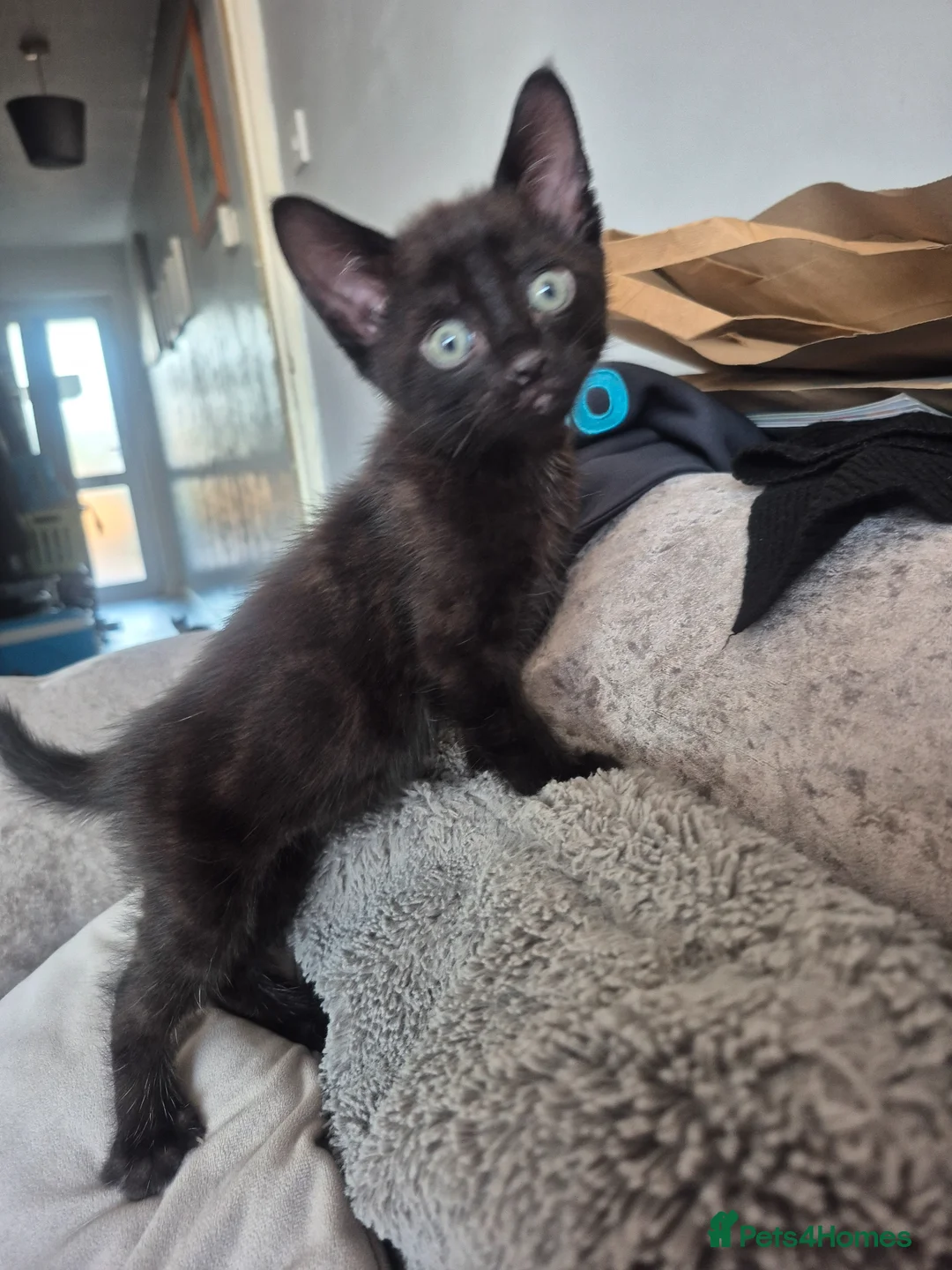 Mixed Breed cats for sale: Kittens  in Chatham - Advert 2