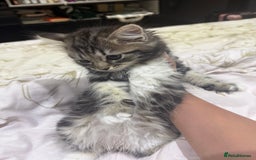 Ragdoll cats for sale: Ragdoll and Russian blue mix  - Image 4