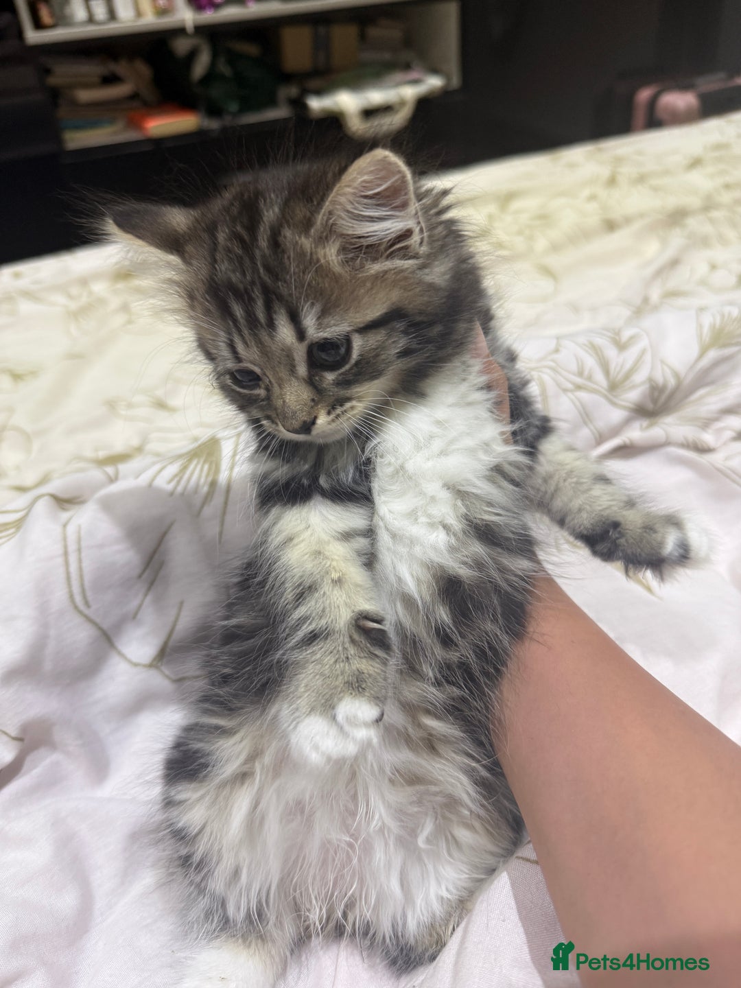 Ragdoll cats for sale: Ragdoll and Russian blue mix  - Image 4