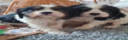 Cavalier King Charles Spaniel dogs for sale: 2 Tricolour Boys & 1 Blenheim Girl - Advert 6