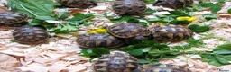 Hermann Tortoise reptiles for sale: Baby Hermann & Spur-thigh Tortoises for sale - Advert 4