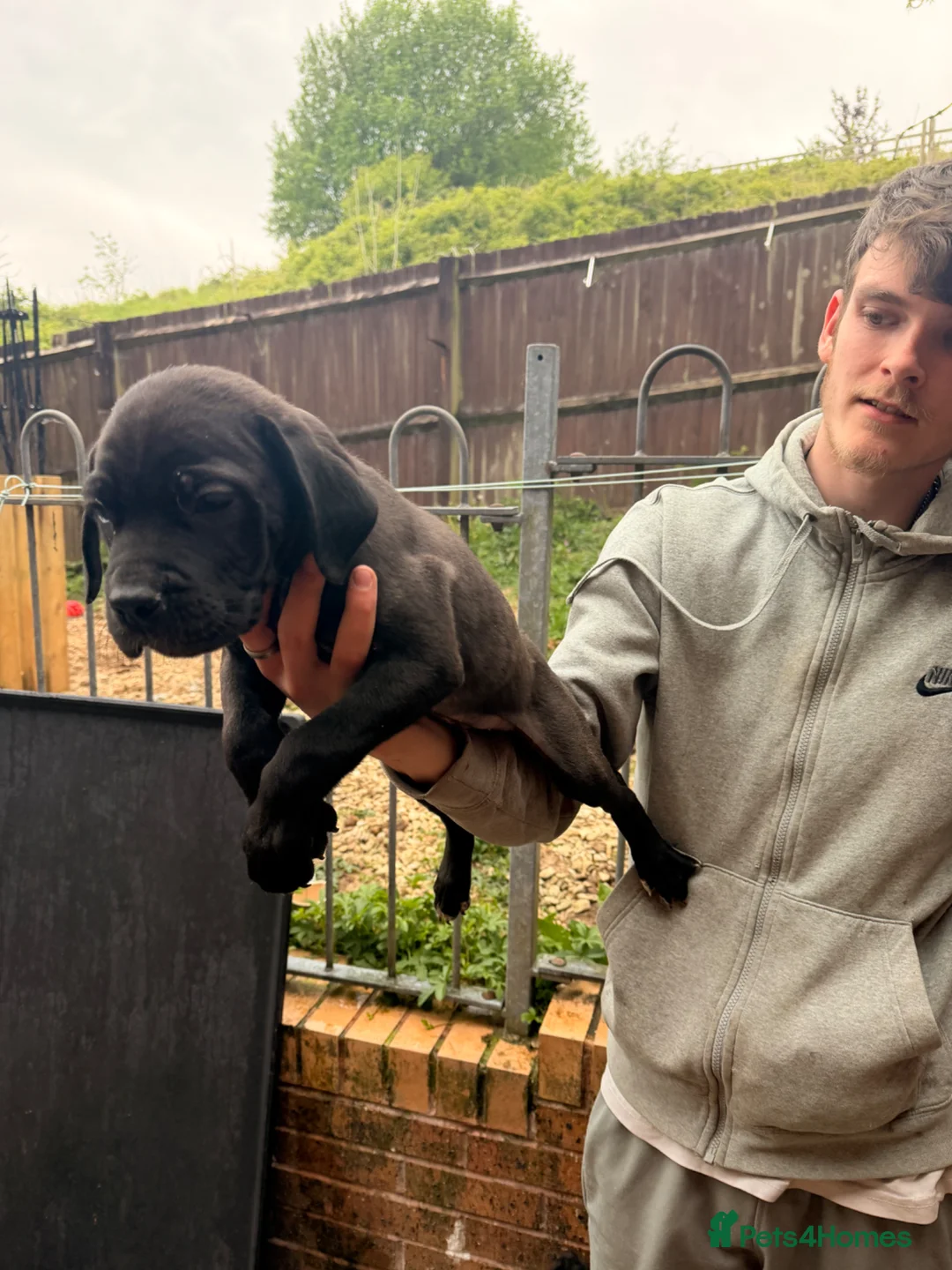 Cane Corso dogs for sale: Cane corso puppies  - Advert 2