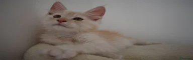 Maine Coon 2