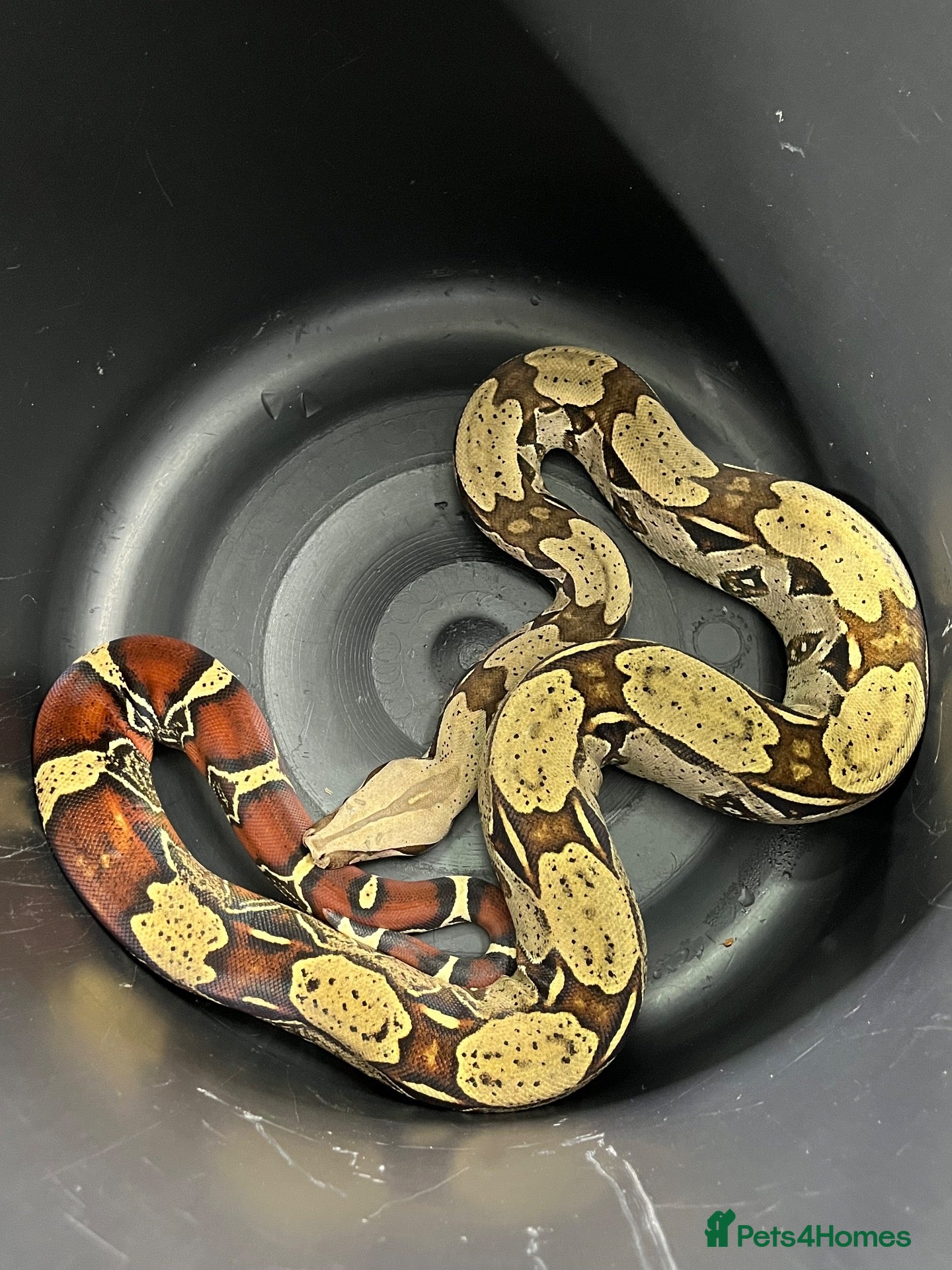 Boa Snake reptiles Female Guyana Red Tail Boa Constrictor CB23 - Advert 14