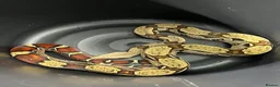 Boa Snake reptiles for sale: Female Guyana Red Tail Boa Constrictor CB23 - Advert 1