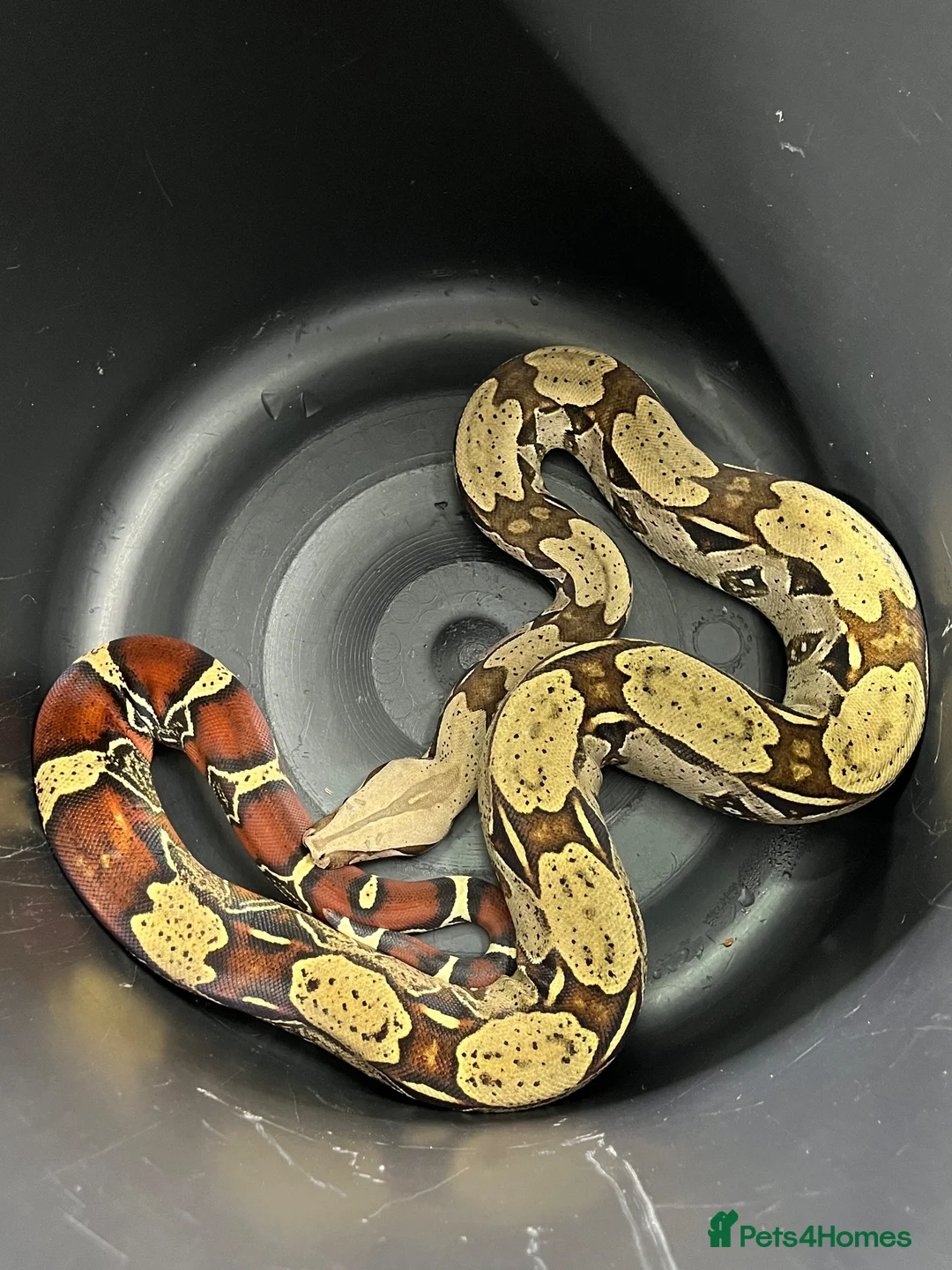 Boa Snake reptiles for sale: Female Guyana Red Tail Boa Constrictor CB23 - Advert 1