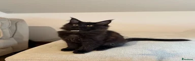 Maine Coon 6 (Lilac) Ginny Solid Black 