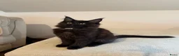 Maine Coon cats for sale: TICCA Registered MaineCoon Kittens (Pet Only)  - Advert 9