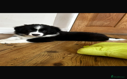 Border Collie dogs for sale: Border collie puppies - Image 3