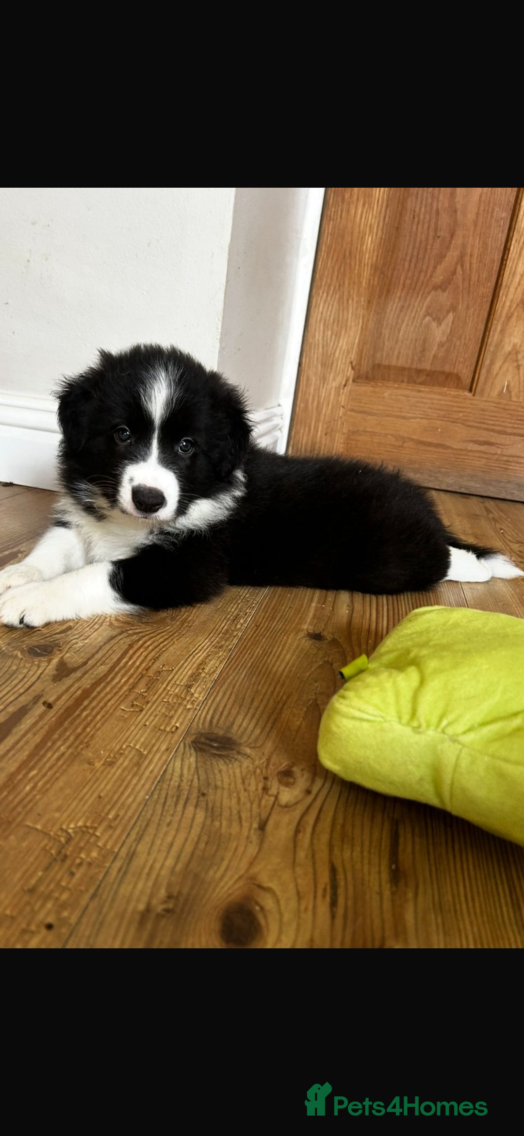 Border Collie dogs for sale: Border collie puppies - Image 3