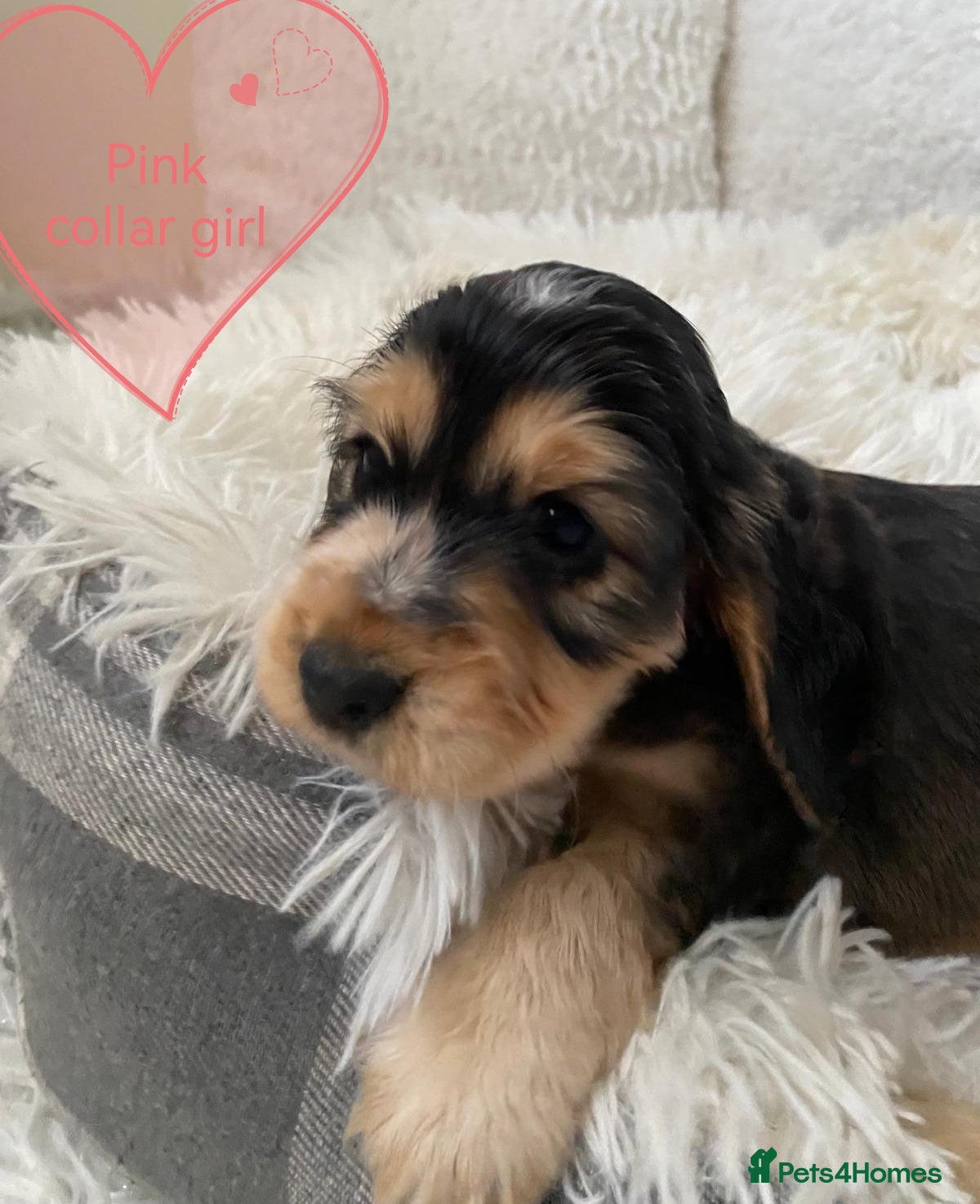 Cocker Spaniel dogs ☀️ DNA tested show type cocker spaniels puppies ☀️ - Advert 1