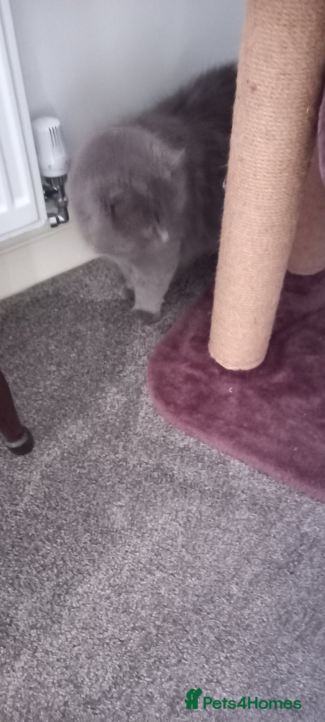 British Longhair cats for sale: 3 stunning longhaired british x  - Image 1