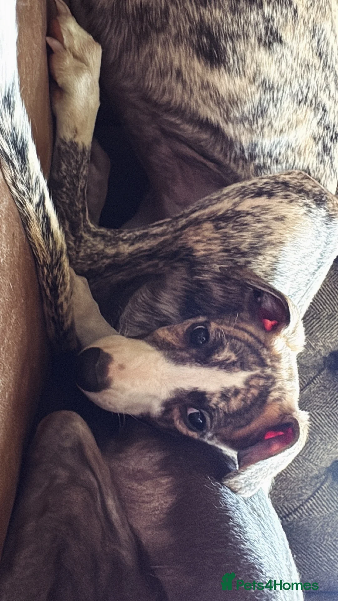 Whippet dogs for sale: EUROPEAN KC BRINDLE WHIPPET - Advert 14