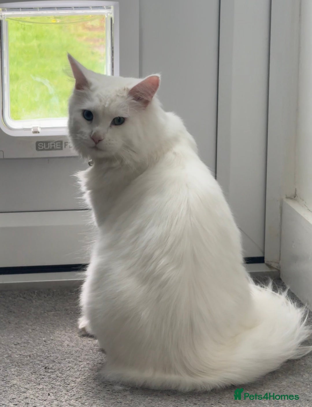 Maine Coon cats for sale: Boy Maine coon - Advert 2