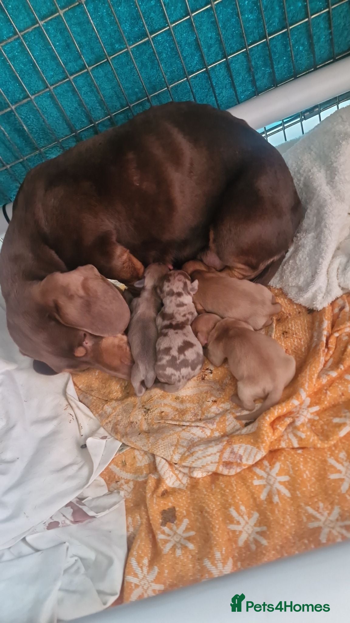 Miniature Dachshund dogs Beautiful miniature daschunds  - Advert 5