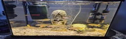 Cichlids fish for sale: Mbuna cichlids - Advert 1