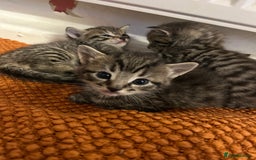 Mixed Breed cats for sale: 5 tabby/bengal kittens  - Image 9