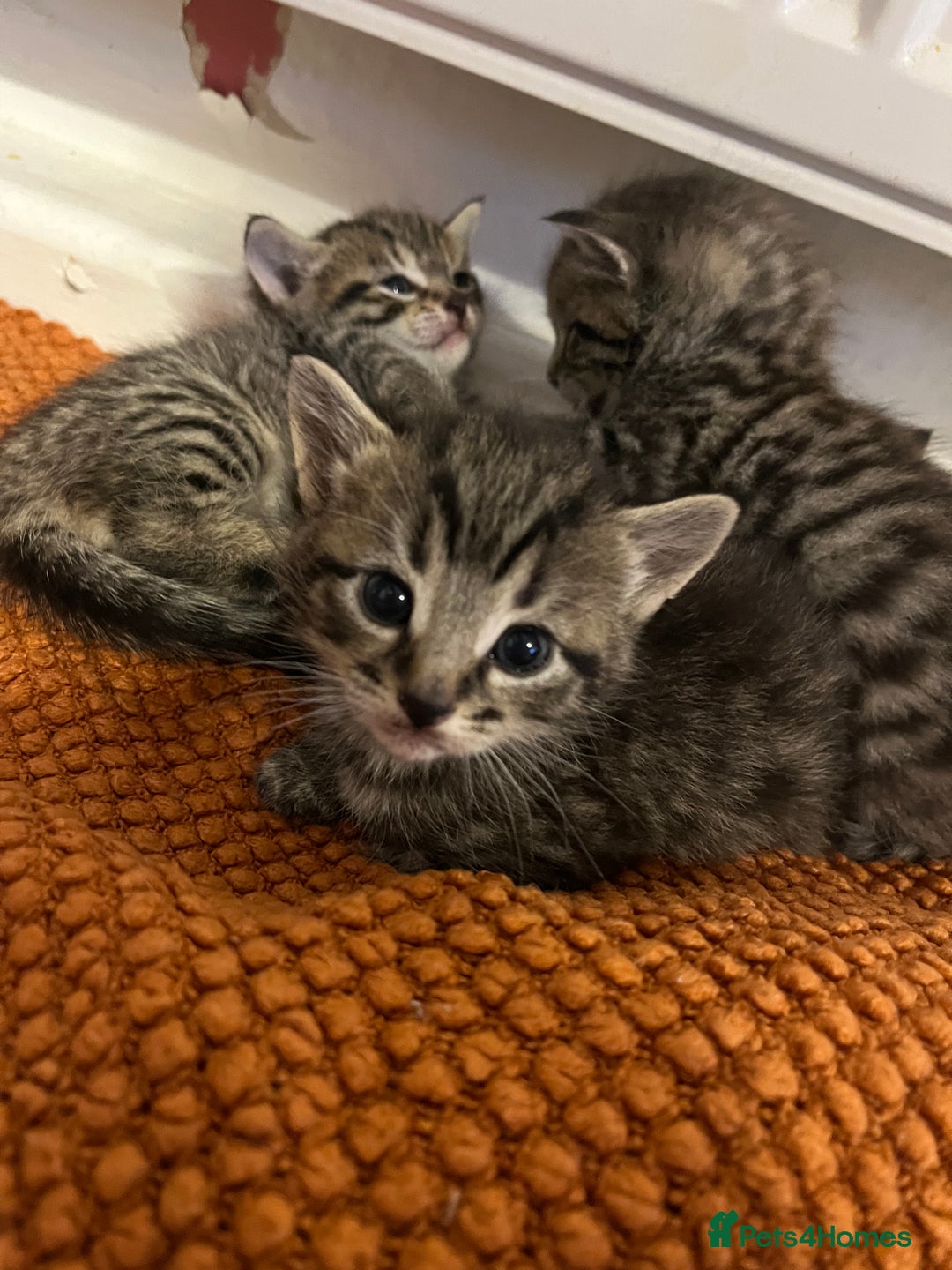Mixed Breed cats for sale: 5 tabby/bengal kittens  - Image 9