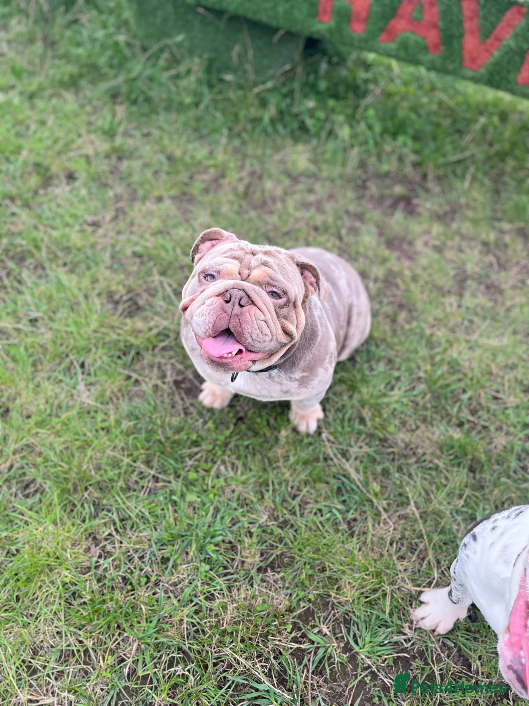 English Bulldog dogs for stud: DwKc registered platinum and tan Merle stud only  in Saint Helens - Advert 2