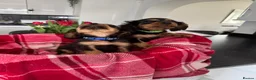 Cavalier King Charles Spaniel dogs for sale: Cavalier king charles - Advert 8
