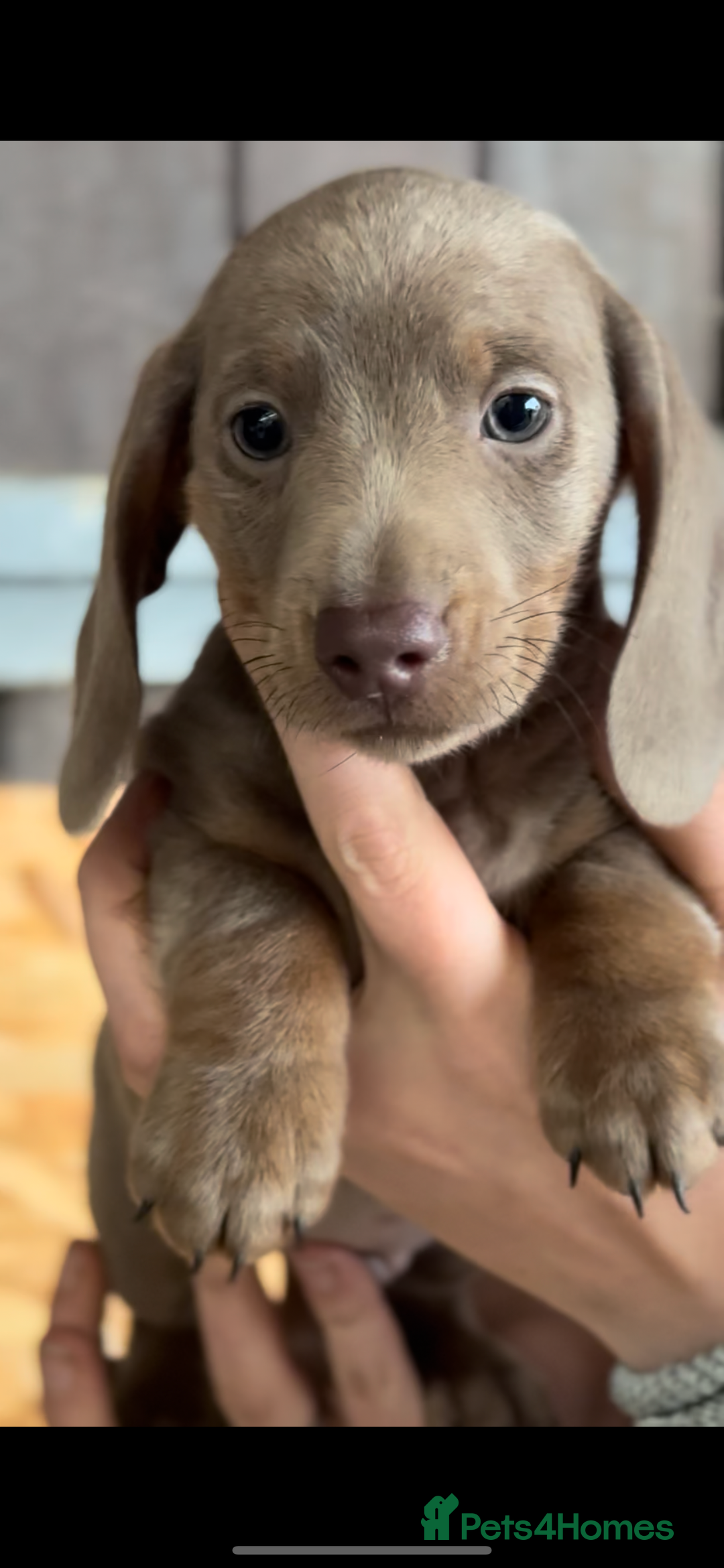 Miniature Dachshund dogs for sale: Gorgeous Miniature Daschund puppies 🐶🤍  - Image 6