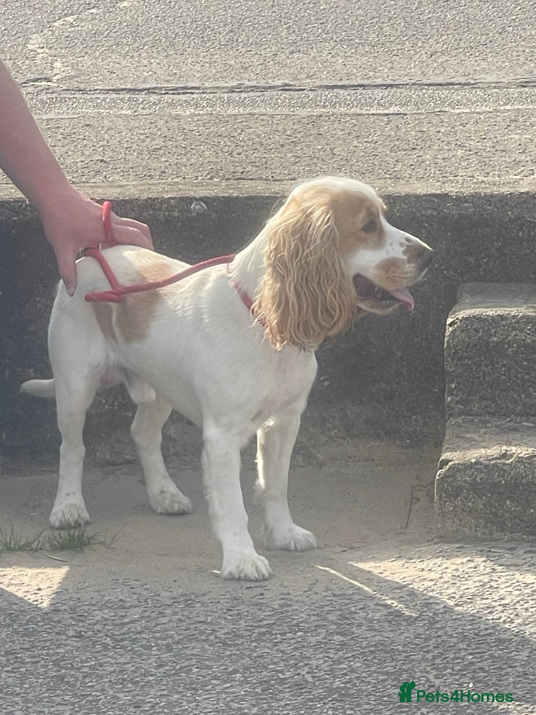 Cocker Spaniel dogs for sale: Male cocker spaniel 2years old  - Advert 3