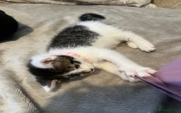 Maine Coon cats for sale: Girl kitten  - Image 4