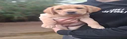 Labrador Retriever dogs for sale: 4 beautiful labrador puppies 1 dog ,3 bitches - Advert 16