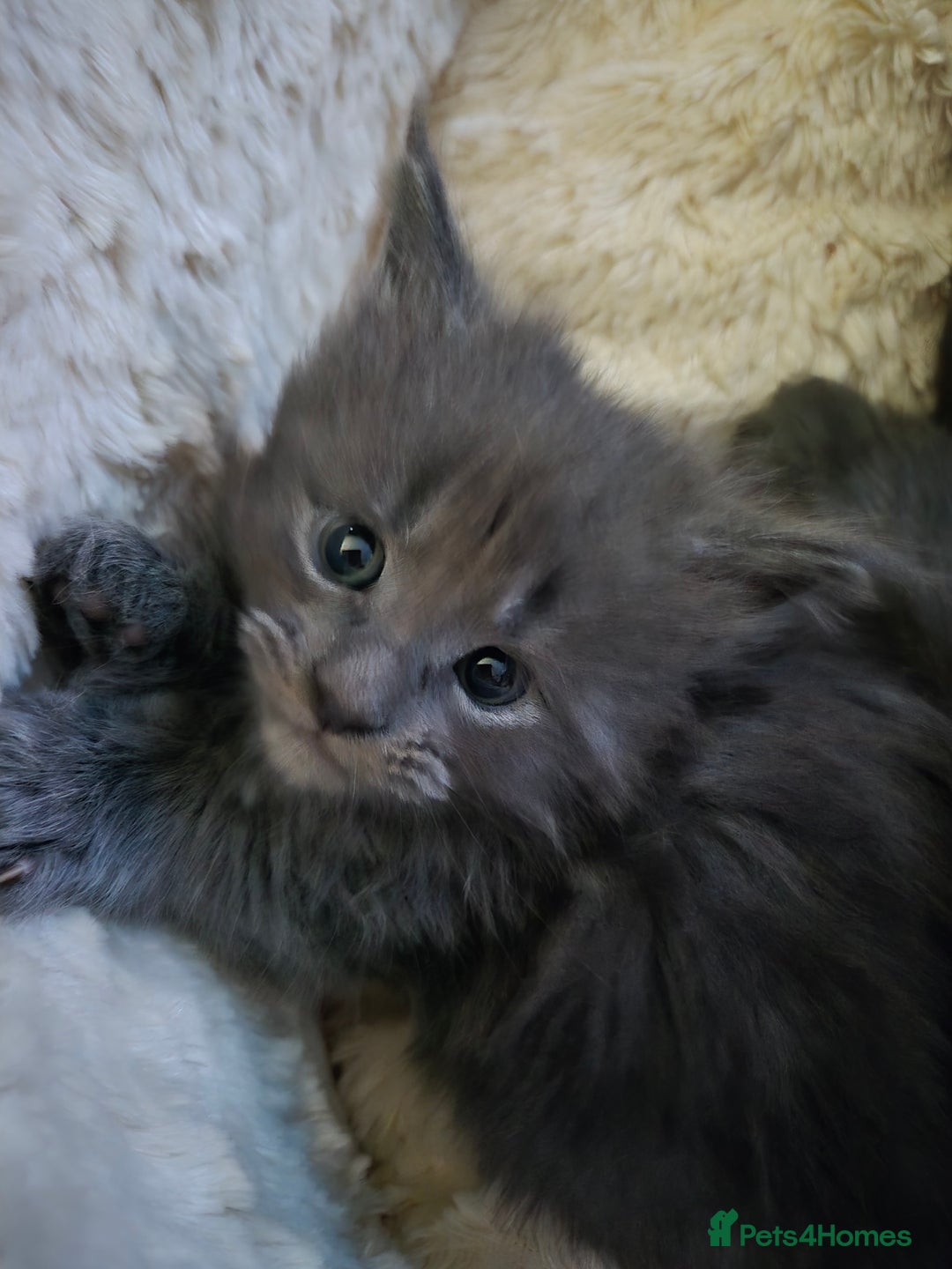 Maine Coon cats for sale: ✨✨ POLLYDACTYL MC  TiCA REG - Advert 9