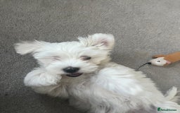 Maltese dogs for sale: Beautiful Maltese puppies  - Image 6