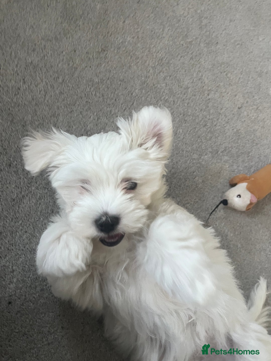 Maltese dogs for sale: Beautiful Maltese puppies  - Image 6