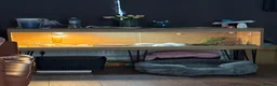 Tortoise reptiles for sale: Horsefield tortoise  - Advert 2