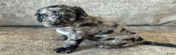 Cockapoo dogs for sale: MERL & CHOCOLATE F1COCKERPOOS HEALTH TESTED PARENT - Advert 19