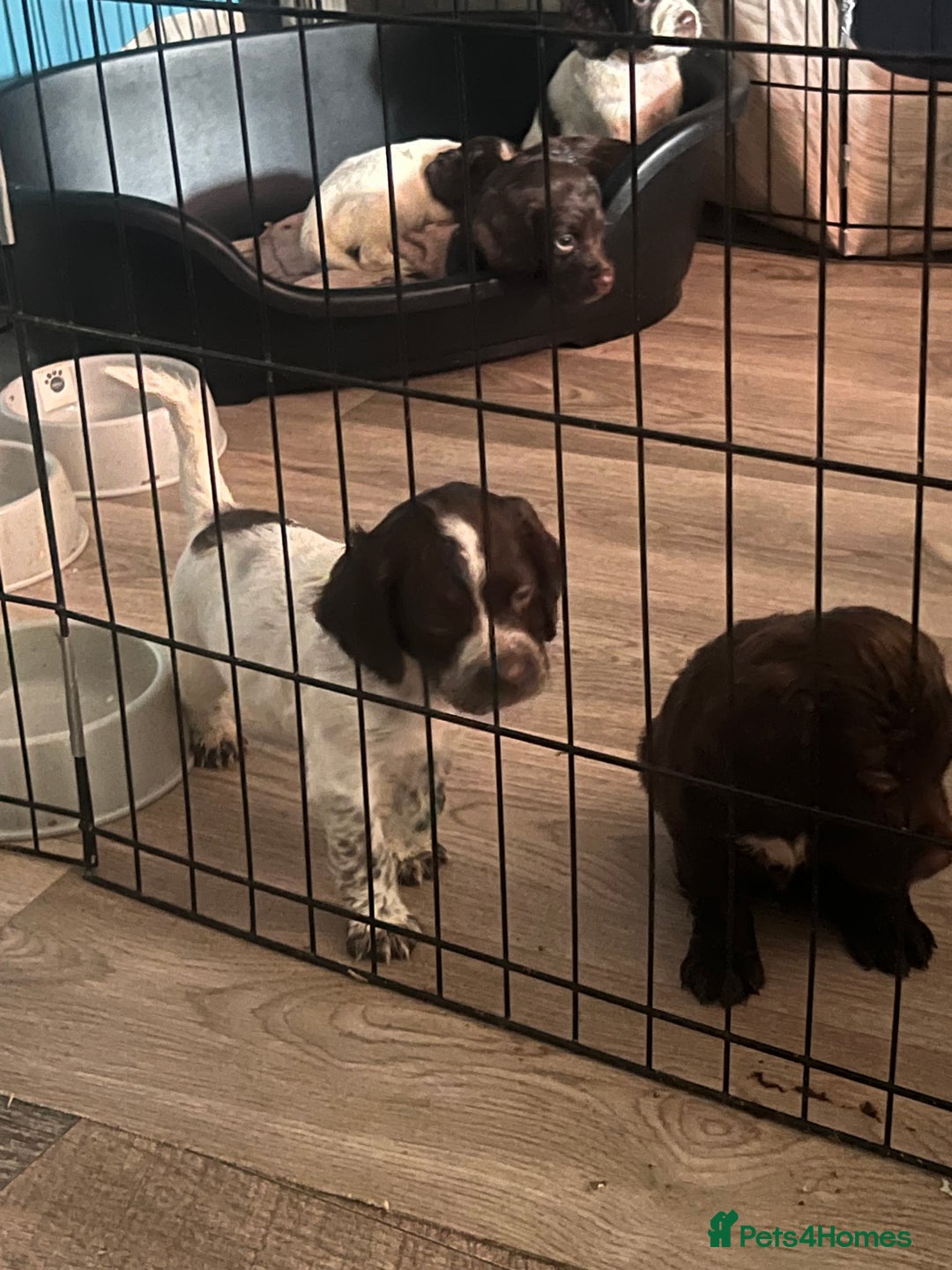 Sprocker dogs for sale: Sprocker puppies - Image 9
