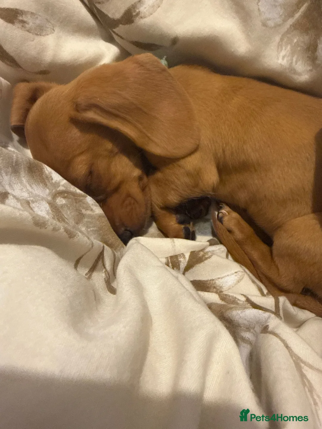 Miniature Dachshund dogs for sale: Forever Home wanted in Tamworth - Advert 12