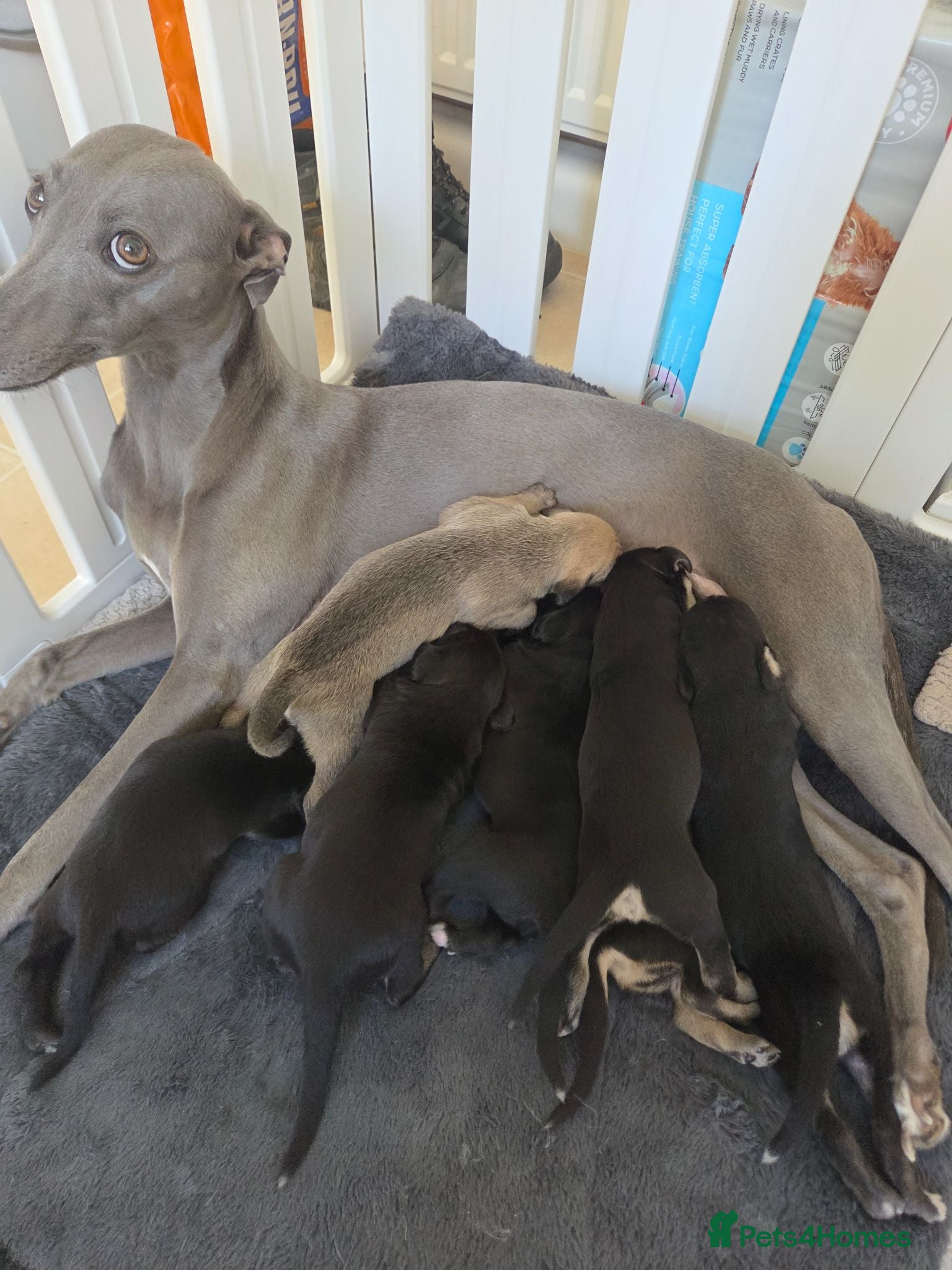 Mixed Breed dogs Bedlington whippet pups 🐶🐾 - Advert 1