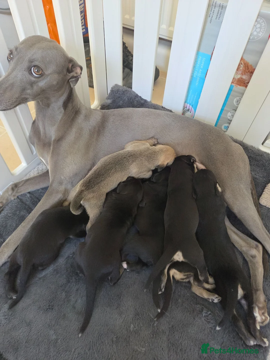 Mixed Breed dogs for sale: Bedlington whippet pups 🐶🐾 - Advert 1