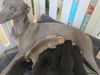 Mixed Breed dogs Bedlington whippet pups 🐶🐾 - Advert 5