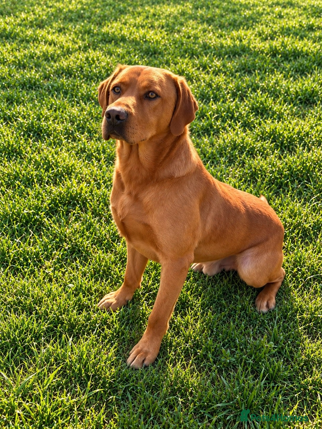 Labrador Retriever dogs for sale: Stunning Working Labrador Puppies - Advert 2
