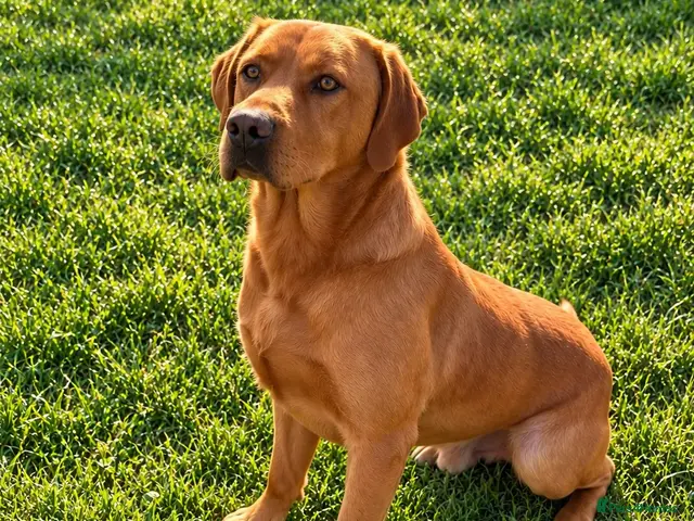 Labrador Retriever dogs for sale: Stunning Working Labrador Puppies - Advert 2
