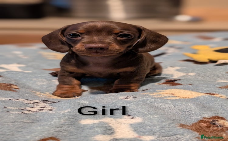 Miniature Dachshund dogs - Advert 2
