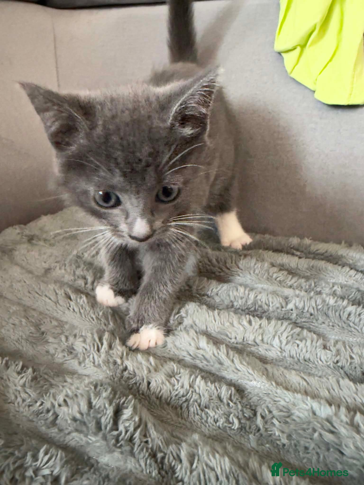 Russian Blue cats for sale: Russian blue kittens mixed - Advert 5