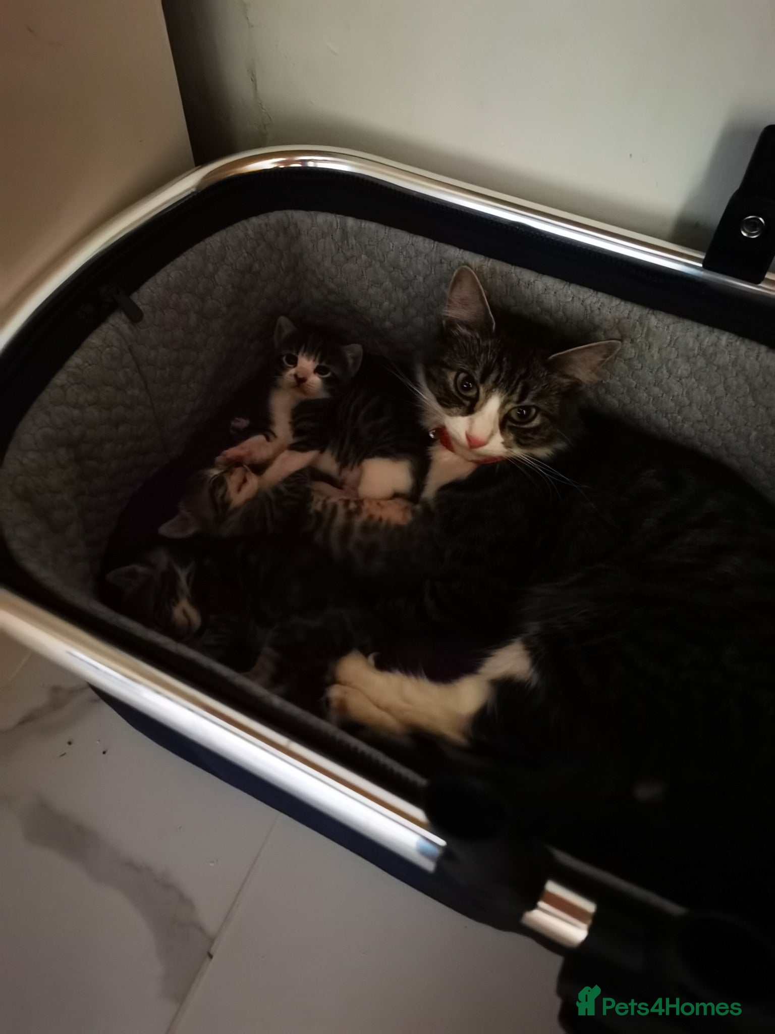 Asian cats Cute and beautiful aisan tabby kittens - Advert 12