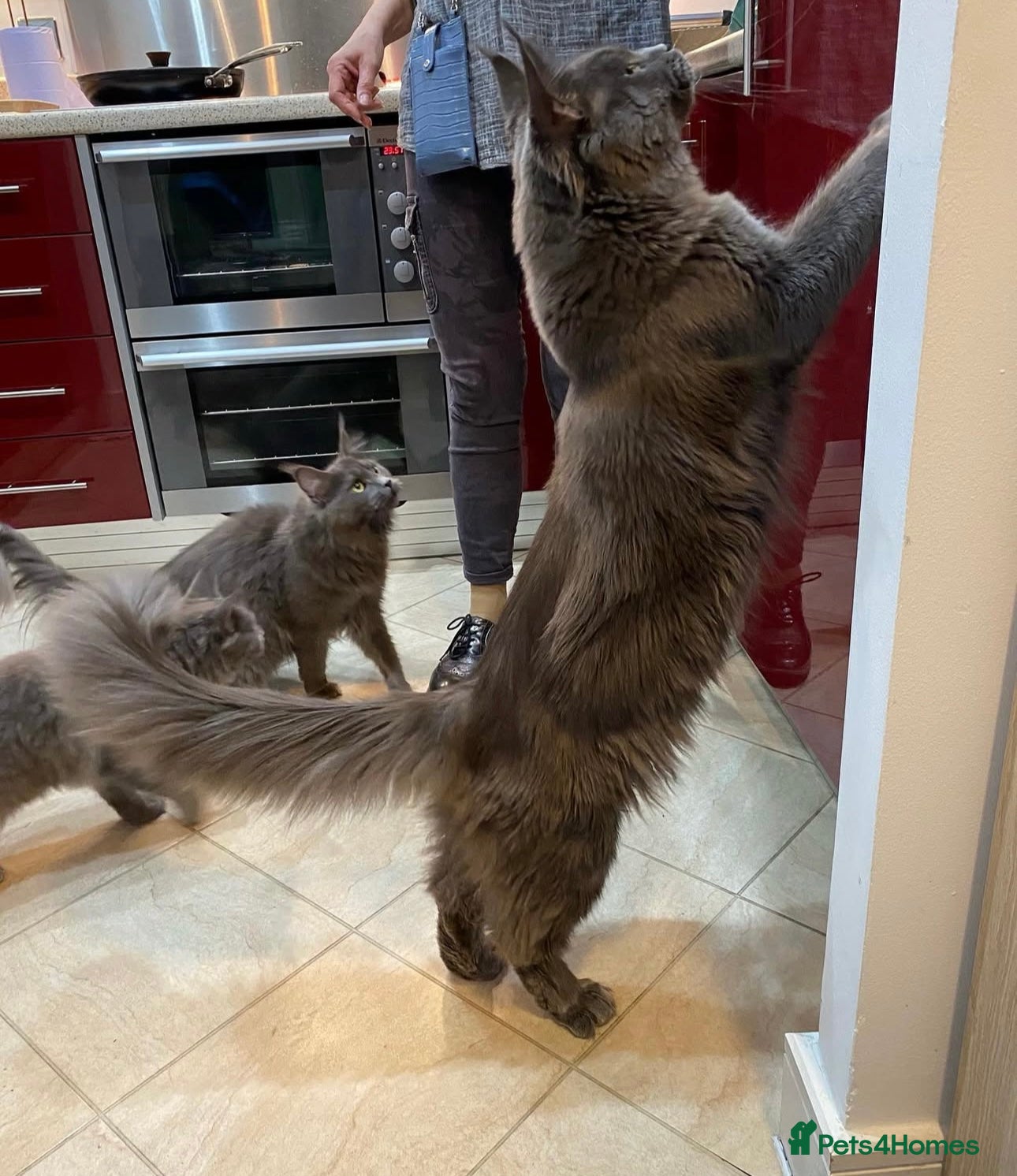 Maine Coon cats Maine Coon STUD Service Only - Not For Sale   - Advert 19