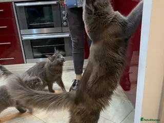 Maine Coon cats Maine Coon STUD Service Only - Not For Sale - Advert 19