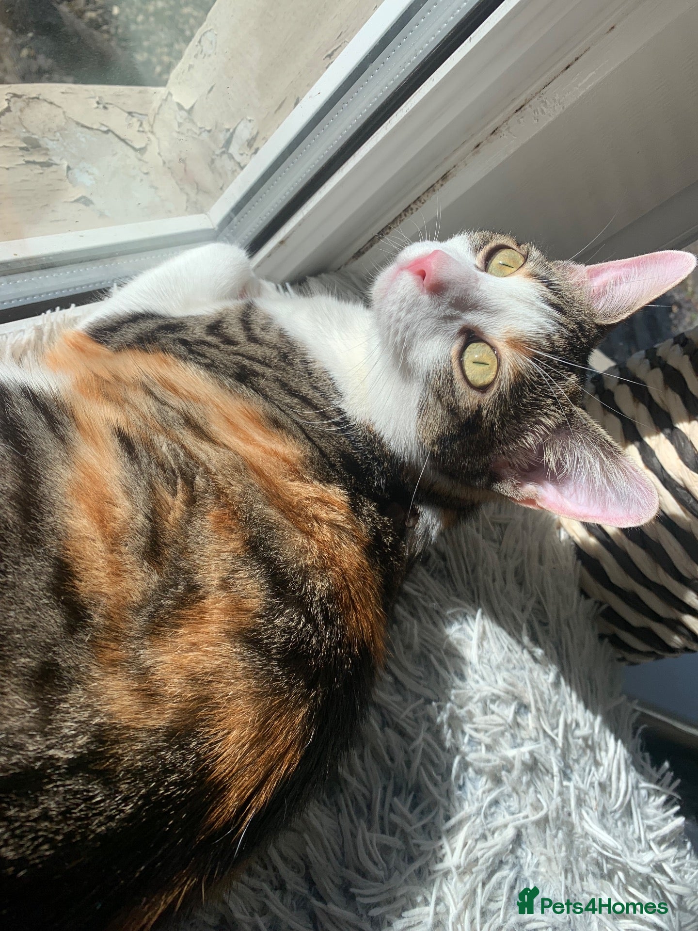 Mixed Breed cats Ragdoll x Domestic Shorthair Rare Coat Kittens ♥️ - Advert 1