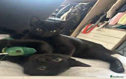 Mixed Breed cats for sale: 5 beautiful kittens!!!  in Hounslow - Image 4